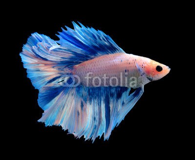 alexzeer, White and blue siamese fighting fish, betta fish isolated on black background. (aktion, angriffslustig, tier, aquarium, wasser, backgrounds, schöner, schönheit, kampffische, biologie, blau, atem, farbe, bunt, crown, häusliche, drache, garniert, elegant, excite, exotisch, auge, fantasie, gefecht, flosse, feuer, fisch, flamm)