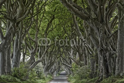 Blickfang, Irland Dark Hedges (irland, landschaft, erholung, westen, religion, berg, tourismus, sommer, baum, baum, buche, buch, straßen, straße, dunkel, dunkel, hecke, traum, stimmung, märchen, phantasie, magie, verzweig)