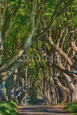 Blickfang, Irland Dark Hedges (irland, landschaft, erholung, westen, religion, berg, tourismus, sommer, baum, baum, buche, buch, straßen, straße, dunkel, dunkel, hecke, traum, stimmung, märchen, phantasie, magie, verzweig)