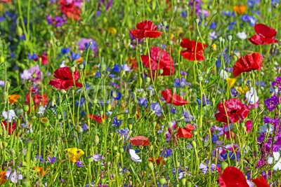 Vera Kuttelvaserova, summer meadow with red poppies (mohn, rot, rosa, grün, wiese, blume, gartenarbeit, gärten, frühling, close-up, blumenbeet, verdammt, floral, details, blütenblätter, glühend, gelb, sommer, blühen, blühen, flora, farbe, close-up, bunt, frisch, schönheit, zerbrechlich, schöne)