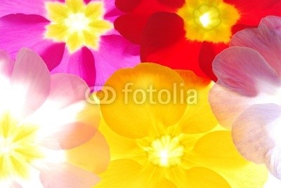 Anette Linnea Rasmus, Close-up of primula flowers against white background (primel, primel, rot, blume, backgrounds, blühen, blühen, botanisch, botanisch, knospe, close-up, verfärbt, details, gärten, isoliert, makro, pflanze, jahreszeit, jahreszeitlich, frühling, strukturen, samt, weiß, gelb, ros)