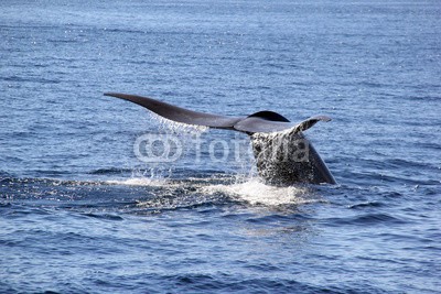 michaelpeak, Blue Whale Flukes (wal, ozean, wildlife, natur, pazifik, san dieg)