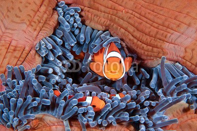 uwimages, Clownfish family, Amphiprion ocellaris (fisch, natur, ozean, clownfisch, aquarium, anemone, symbiose, seeanemonen, meeresflora und -fauna, korallen, riff, fangarme, unterwasser, bunt, salzwasser, fauna, makro, close-up, niemand, wildlife, fleischfresser, indonesien, wirbeltiere, fot)