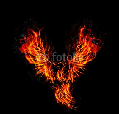 artnovielysa, Fire burning Phoenix Bird with black background (birth, dekoration, fliege, vektor, vögel, tribal, wiedergeburt, rot, adler, konzept, zeichen, gelb, kopf, symbol, federn, stark, orange, phoenix, mythologie, spiritual, brennen, schwarz, elegant, fantasy, abbildung, flamme, flügel, angriff, dekorati)