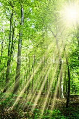 John Smith, Wald mit Sonnenstrahlen (wald, sonnenstrahl, baum, sonne, licht, frühling, grün, natur, sonnenschein, leuchten, durchdringen, morgensonne, blatt, hell, leuchten, laub, baumstamm, naturschutzgebiet, sommer, spaziergang, natürlich, hochformat, jahreszeit, park, umwelt, botani)