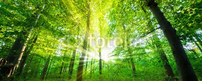 John Smith, Wald mit Sonnenstrahlen (wald, sonne, baum, frühling, grün, sommer, backgrounds, sonnenstrahl, frühling, balken, jahreszeit, landschaft, natur, blatt, laub, sonnenschein, idylle, leuchten, baum, licht, panorama, lichtung, magie, naturpark, park, umwelt, ländlich, pflanze, fro)