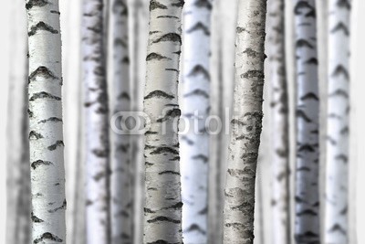 Pink Badger, seamless birch trees (birke, baum, wald, stamm, mustern, spärlich, gerade, schwarz, weiß, natur, nackt, viele, schönheit, schöner, nahtlos, tapete, landschaft, bork)