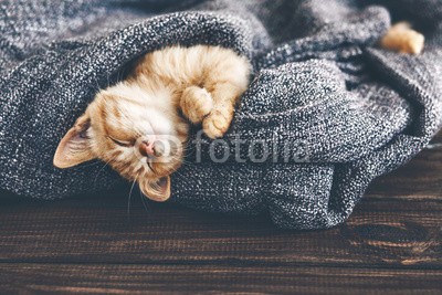 Alena Ozerova, Gigner kitten sleeping (katze, schlafen, haustier, liebenswert, bequeme, herbst, winter, warm, zuhause, kalt, gemütlich, kätzchen, strickzeug, kind, ingwer, weich, braun, grau, hölzern, rustikal, entspannen, entspannung, komfort, rasten, decke, hübsc)