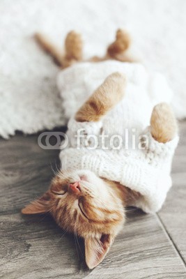 Alena Ozerova, Gigner kitten (katze, schlafen, haustier, liebenswert, bequeme, herbst, winter, warm, zuhause, kalt, kind, kätzchen, kleidung, pullover, gestrickt, kind, ingwer, teppiche, böden, weich, weiß, gemütlich, entspannen, entspannung, komfort, rasten, posiere)