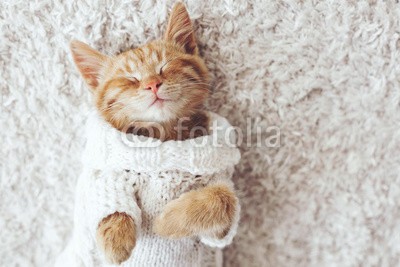 Alena Ozerova, Gigner kitten (katze, schlafen, haustier, liebenswert, bequeme, herbst, winter, warm, zuhause, kalt, kind, kätzchen, kleidung, pullover, gestrickt, kind, ingwer, teppiche, böden, weich, weiß, gemütlich, entspannen, entspannung, komfort, rasten, posiere)