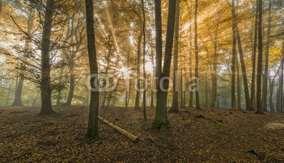 Blickfang, Sonne Nebel Wald Indian Summer (sonne, nebel, wald, leuchten, natur, jahreszeit, frühling, nass, feucht, sonnenstrahl, natürlich, sonnenschein, wildnis, ökologie, baum, baumstamm, baumstamm, blatt, licht, altweibersommer, herbst, panoram)