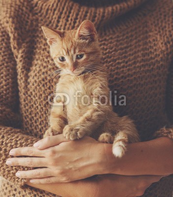 Alena Ozerova, Kitten sitting on hands (katze, kätzchen, eigentümer, winter, liebende, gefühl, close-up, liebenswert, kalt, hand, holding, warm, weich, wollig, herbst, rot, life, ingwer, pullover, katzen, portrait, hübsch, gemütlich, gestrickt, lebensstil, stille, erfreut, süss, bequem)