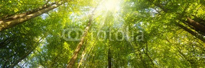 reichdernatur, Wald Panorama mit Sonnenstrahlen - Banner (sonne, baum, energie, sonnenstrahl, natur, banner, frühling, sommer, hitze, licht, panorama, morgens, tage, energie, stärke, niemand, warm, jahreszeit, wald, website, blog, laubbäume, leuchten, landschaft, spiritualität, bewegung, himmel, hübsch, as)