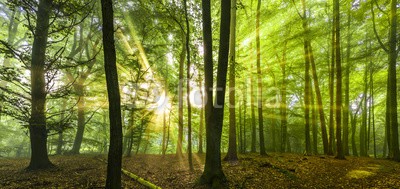 Blickfang, Sonne Nebel Wald Frühling (sonne, nebel, wald, leuchten, natur, jahreszeit, frühling, nass, feucht, sonnenstrahl, natürlich, sonnenschein, wildnis, ökologie, baum, baumstamm, baumstamm, blatt, licht, sommer, panoram)