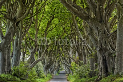 Blickfang, Irland Dark Hedges (irland, landschaft, erholung, westen, religion, berg, tourismus, sommer, baum, baum, buche, buch, straßen, straße, dunkel, dunkel, hecke, traum, stimmung, märchen, phantasie, magie, verzweigt, sonne, gass)