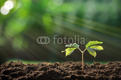 amenic181, Young plant in the morning light on nature background (pflanze, baum, samen, keimling, spriessen, zuwachs, anbauend, jung, neu, life, knospe, anfang, gemüse, klein, gartenarbeit, ackerbau, gärten, natur, ray, sonne, licht, verschmutzt, junger baum, baby, grün, frühling, konzept, blatt, umwelt-, ökologi)