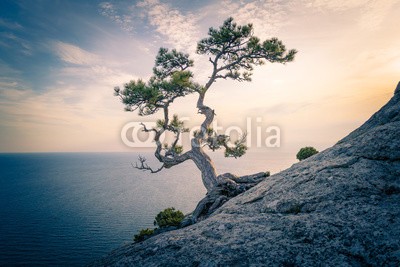 ivanabramkin, The pine on the rock (baum, pinien, crimea, natur, fels, berg, himmel, landschaft, meer, sommer, schöner, blau, hügel, hintergrund, weiß, reisen, sonne, steine, wolken, sonnenuntergang, town, schönheit, grün, ukraine, farbe, schwarz, gelb, alt, licht, pflanze, abbil)