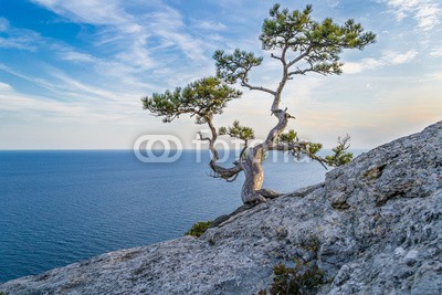 ivanabramkin, The pine on the rock (baum, pinien, crimea, natur, fels, berg, himmel, landschaft, meer, sommer, schöner, blau, hügel, hintergrund, weiß, reisen, sonne, steine, wolken, sonnenuntergang, town, schönheit, grün, ukraine, farbe, schwarz, gelb, alt, licht, pflanze, abbil)