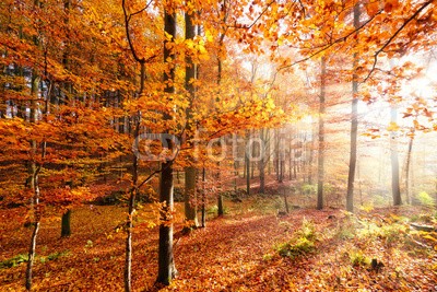 reichdernatur, Herbstwald mit farbenfroher Lichtstimmung (wald, herbst, herbst, straßen, wege, landschaft, natur, panorama, jahreszeit, szene, stimmung, stimmungsvoll, laub, färbung, baum, sunlight, licht, sonnenstrahl, warm, bunt, sonnenschein, baum, laubbäume, blatt, meditation, beschaulichkeit, time ou)