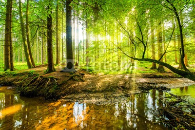 John Smith, Wald Panorama mit Bach und Sonnenstrahlen (wald, sonne, bach, baum, natur, baumstamm, sonnenstrahl, grün, ländlich, leuchten, wasser, herbst, morgensonne, waldboden, nadelwald, backgrounds, leuchten, farbe, panorama, blatt, klar, naturschutzgebie)