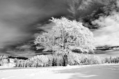 danielschoenen, Winterlandschaft 6 (sonne, sonnenstrahl, winter, schnee, black forest, weiß, weiß, wintersports, langlauf, hiking, erholung, urlaub, urlaub, hintergrund, baum, winterlandschaft, weihnachten, natur, blau, himmel, blue sky, horizont, einsamkeit, kalt, klar, sauber, frisc)