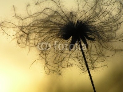 Anette Linnea Rasmus, seed in twilight (pappus, silhouette, samen, sonnenuntergänge, abstrakt, blühen, blühen, verschwommen, botanisch, waldreben, close-up, creepy, details, verträumt, flora, floral, haarig, licht, makro, natürlich, natur, nachtorientierungslicht, draußen, blickwinke)