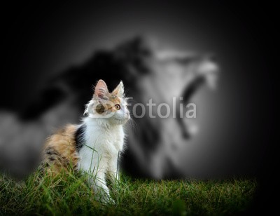 byrdyak, Cat with lion shadow (katze, löwe, tier, katzen, weiß, säugetier, katze, kräfte, haustier, räuber, fleischfresser, anführer, schatten, hübsch, mut, self, kätzchen, könige, wildlife, pelz, stolz, häusliche, schließen, zuversicht, wild, safarie, spassig, schwar)