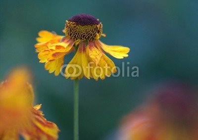 UlrikeAdam, Sonnenbraut - Helenium in Gelb (gelb, rahe, staude, blume, zart, blume, schut)