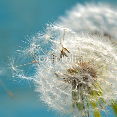 S.H.exclusiv, Grußkarte - Pusteblumen (frühling, sommer, pusteblume, pusteblume, pusteblume, gratulieren, backgrounds, blume, wiese, glückwunschkarte, glückwunschkarte, zeichnen, time out, erholung, entspannung, urlaub, yoga, zen, natur, landschaft, natürlich, flora, floral, jahreszei)