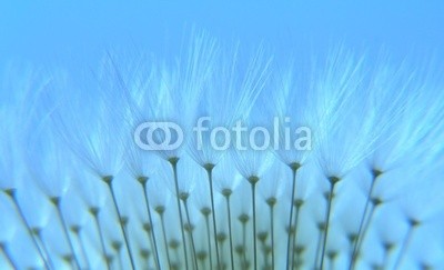 Anette Linnea Rasmus, dandelion seeds (samen, pusteblume, blume, abstrakt, blühen, blühen, blau, verschwommen, botanisch, close-up, creepy, dandy, details, verträumt, flora, floral, haarig, makro, natürlich, natur, draußen, pappus, blickwinkel, radiant, weich, frühling, sommer, löwenzah)