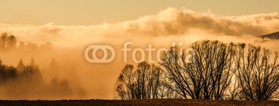 Vera Kuttelvaserova, morning fog and a forest (morgens, nebel, wald, baum, sonne, gelb, orange, rot, sonnenaufgang, sonnenuntergang, abend, sun rays, verzweigt, hell, bunt, farbe, staat, landschaft, morgengrauen, tage, feld, nebelig, laubwerk, landschaft, wiese, nebel, natur, park, ländliche, szen)