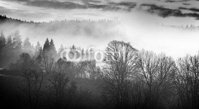 Vera Kuttelvaserova, morning fog and a forest (morgens, nebel, wald, baum, sonne, sonnenaufgang, sonnenuntergang, abend, sun rays, verzweigt, hell, bunt, farbe, staat, landschaft, morgengrauen, tage, feld, nebelig, laubwerk, landschaft, wiese, nebel, natur, park, ländliche, szene, landschaftlic)