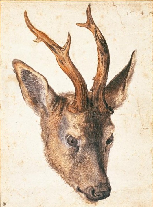 Albrecht Dürer, Der Kopf eines Rehbocks (Biologie,Deutsche Kunst,Naturwissenschaft,Zoologie,Renaissance,Initiale,Naturstudie,Reh,Tier,Kopf,Rehbock,Monogramm,Säugetier,Tierstudie)