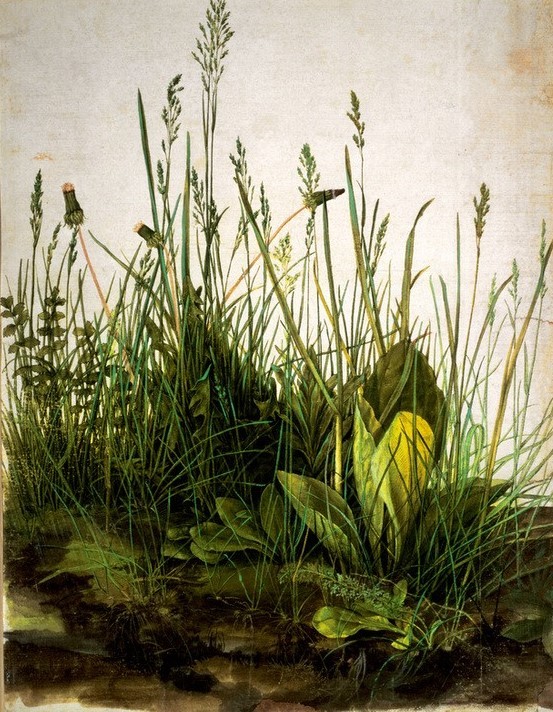 Albrecht Dürer, Das Große Rasenstück (Botanik,Deutsche Kunst,Löwenzahn,Pimpinelle,Renaissance,Stillleben,Wiese,Gras,Naturstudie,Rasen,Wegerich)