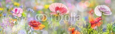 Vera Kuttelvaserova, summer meadow with red poppies (mohn, rot, rosa, grün, wiese, blume, gartenarbeit, gärten, frühling, close-up, blumenbeet, verdammt, floral, details, blütenblätter, glühend, gelb, sommer, blühen, blühen, flora, farbe, close-up, bunt, frisch, schönheit, zerbrechlich, schöne)