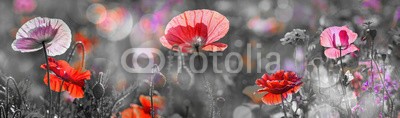 Vera Kuttelvaserova, summer meadow with red poppies (mohn, rot, rosa, grün, wiese, blume, gartenarbeit, gärten, frühling, close-up, blumenbeet, verdammt, floral, details, blütenblätter, glühend, gelb, sommer, blühen, blühen, flora, farbe, close-up, bunt, frisch, schönheit, zerbrechlich, schöne)