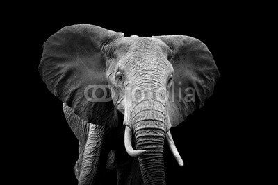 byrdyak, Elephant on dark background (tier, elefant, natur, wild, wildlife, afrikanisch, säugetier, dunkel, afrika, large, schwarz, groß, portrait, weiß, park, 1, monochrom, ohr, stoßzähne, safarie, stamm, kopf, kraftvoll, national, stark, huge, alt, niemand, kunst, haut, kräfte, umwel)