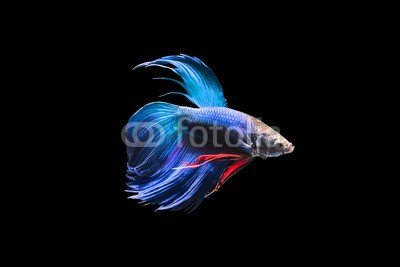 nattapan72, Betta fish isolated on black background (aktion, angriffslustig, tier, aquarium, wasser, kunst, schöner, schönheit, kampffische, biologie, farbe, bunt, häusliche, garniert, elegant, exotisch, auge, fantasie, fight, fighter, flosse, fisch, süßwasser, hobby, abbild, isoliert, luxus, bewegun)