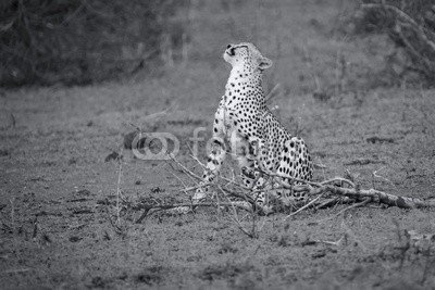 Alta Oosthuizen, Cheetah sit to rest after long hunt to scratch himself (afrika, wachsam, tier, schöner, erziehung, erziehung, fleischfresser, katze, gepard, hübsch, gefahr, gefährlich, gefährdet, schnell, fauna, katzen, schutz, heimat, jagen, hunter, jagd, blick, männlich, säugetier, natürlich, natur, mustern, spiele)