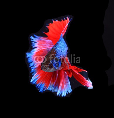 alexzeer, Red and blue siamese fighting fish, betta fish isolated on black (aktion, angriffslustig, tier, aquarium, wasser, backgrounds, schöner, schönheit, kampffische, biologie, blau, atem, farbe, bunt, crown, häusliche, drache, garniert, elegant, excite, exotisch, auge, fantasie, gefecht, flosse, feuer, fisch, flamm)