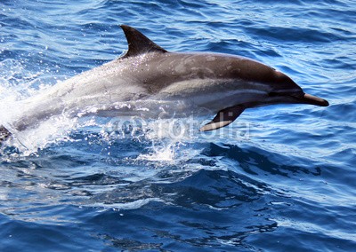 michaelpeak, Pacific Common Dolphin (delphine, delphine, ozean, pazifik, natur, wildlife, tier, wild animals, san diego, californi)