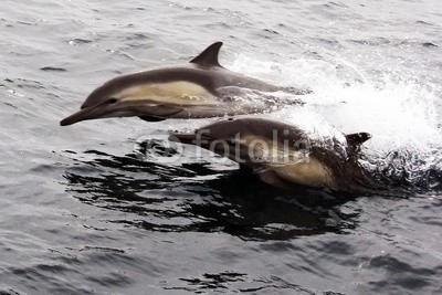 michaelpeak, Two Pacific Common Dolphins (delphine, delphine, ozean, pazifik, natur, wildlife, tier, wild animals, san diego, californi)