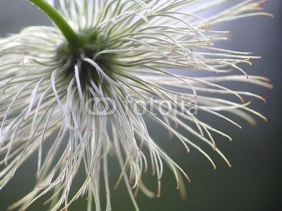 Anette Linnea Rasmus, seed from clematis (waldreben, pappus, samen, abstrakt, blühen, blühen, verschwommen, botanisch, close-up, creepy, details, verträumt, flora, floral, grafik, haarig, licht, makro, natürlich, natur, draußen, radiant, weich, frühling, sommer, durchsichti)