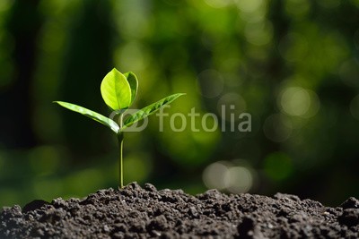 amenic181, Young plant in the morning light on nature background (pflanze, baum, samen, keimling, spriessen, zuwachs, anbauend, jung, neu, life, knospe, anfang, gemüse, klein, copy space, gartenarbeit, ackerbau, gärten, natur, ray, sonne, licht, verschmutzt, junger baum, baby, grün, frühling, konzept, blatt, umwelt)