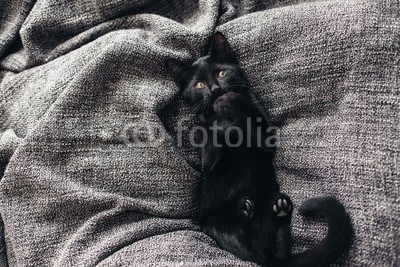 Alena Ozerova, Kitten on blanket (katze, kätzchen, tier, haustier, hübsch, entspannen, entspannung, bequeme, komfort, rasten, warm, süss, schwarz, portrait, decke, close-up, weich, up, kind, kurze haare, oberteile, klein, haare, liebenswert, baby, katze, posieren, katze, pelz, katzen,)