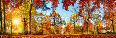 Smileus, Panorama von bunten Bäumen bei strahlendem Sonnenschein im Herbst (herbst, natur, landschaft, panorama, park, wald, baum, sonne, idylle, naturpark, froh, gold, gelb, sonnenschein, sonnenstrahl, ray, aussen, picturesque, szenerie, blatt, blau, jahreszeit, idyllisch, herbst, hintergrund, baum, himmel, warm, licht, herbstla)