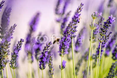 Nailia Schwarz, Beautiful Lavender blooming in early summer (lavendel, gärten, bauernhof, sommer, blühen, blühen, kraut, pflanze, provence, hummel, biene, honigbiene, honig, duftet, parfümiert, aromatisch, frisch, kräuter, natur, beruhigt, veilchen, lila, flieder, blume, weic)