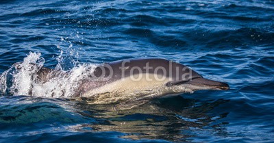 gudkovandrey, Dolphins jump out at high speed out of the water. South Africa. False Bay. (delphine, meer, ozean, afrika, südafrika, säugetier, meeressäuger, springen, raced, wasser, gischt, tier, wild animals, verhalten, zoologie, tierschutz, meerestier, faun)