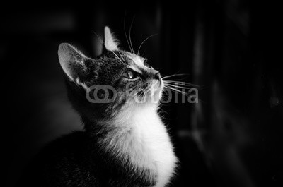 katarinagondova, beautiful cat portrait monochrome (katze, sit, fenster, allein, süss, monochrom, schwarz, weiß, portrait, haustier, säugetier, blick, tier, traurig, tristesse, einsamkeit, warten, warten, winter, atmosphäre, kätzchen, lieblich, hübsch, horizontal)