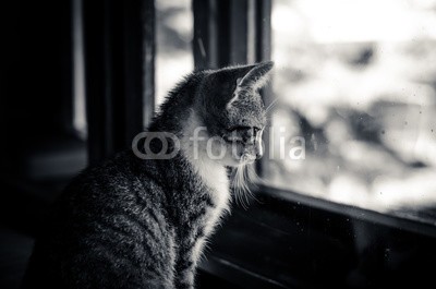 katarinagondova, beautiful cat waiting next to the window (katze, sit, fenster, allein, süss, monochrom, schwarz, weiß, portrait, haustier, säugetier, blick, tier, traurig, tristesse, einsamkeit, warten, warten, winter, atmosphäre, kätzchen, lieblich, hübsch, horizontal)